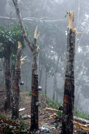 Photo taken on April 13, 2009 shows broken rubber trees in a rubber plantation in Mengla County, southwest China's Yunnan Province. Around 25,000 rubber trees were damaged more or less by a storm here on Sunday evening. 