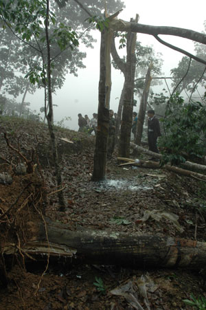 Workers clear broken rubber trees in a rubber plantation in Mengla County, southwest China's Yunnan Province, April 13, 2009. Around 25,000 rubber trees were damaged more or less by a storm here on Sunday evening. 