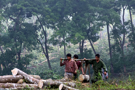 Workers clear the fallen rubber trees in a rubber plantation in Mengla County, southwest China's Yunnan Province, April 13, 2009. Around 25,000 rubber trees were damaged more or less by a storm here on Sunday evening. 