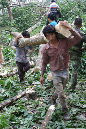 Workers clear the broken rubber trees in a rubber plantation in Mengla County, southwest China's Yunnan Province, April 13, 2009. Around 25,000 rubber trees were damaged more or less by a storm here on Sunday evening. 