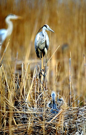 A bird stand beside the nest of a few young birds at the Shahu nature reserve in northwest China's Ningxia Hui Autonomous Region, on April 14, 2009. Shahu is home to nearly 200 species of birds.[Xinhua]