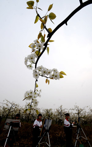 Local students paint in the pear forest at Qi County, north China's Shanxi Province, April 14, 2009.(Xinhua/Yan Yan)