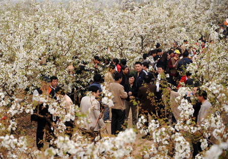 Tourists visit the pear forest at Qi County, north China&apos;s Shanxi Province, April 14, 2009. (Xinhua/Yan Yan)