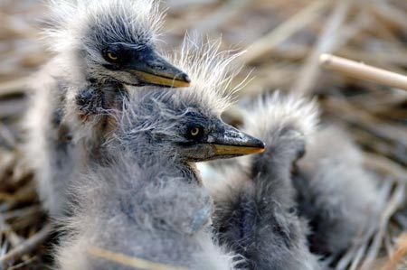Picture taken on April 14, 2009 shows a view of the Shahu nature reserve in northwest China's Ningxia Hui Autonomous Region. Shahu is home to nearly 200 species of birds. [Photo: Xinhua]