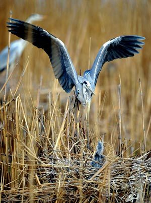 Picture taken on April 14, 2009 shows a view of the Shahu nature reserve in northwest China's Ningxia Hui Autonomous Region. Shahu is home to nearly 200 species of birds. [Photo: Xinhua]