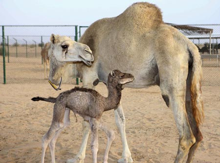 The world's first cloned camel, Injaz (front), is seen at the Camel Reproduction Centre in Dubai, April 15, 2009. The female camel calf was born on April 8, created from cells harvested from the ovary of an adult she-camel which were grown in culture before being frozen in liquid nitrogen. [Xinhua/Reuters]