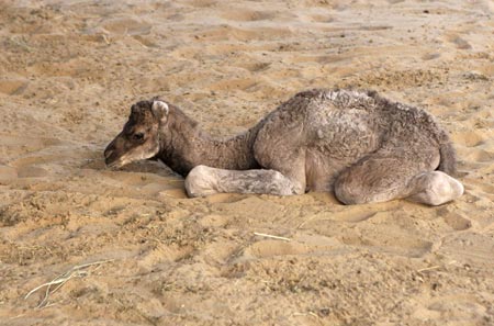 The world's first cloned camel Injaz is seen at the Camel Reproduction Centre in Dubai, April 15, 2009. The female one-humped camel was born on April 8, created from cells harvested from the ovary of an adult she-camel which were grown in culture before being frozen in liquid nitrogen. [Xinhua/Reuters]