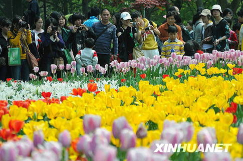 Tourists admire the tulips in Prince Bay Park in Hangzhou, east China's Zhejiang Province on Monday, April 6, 2009. The park, famous for its many species of tulips, received more than 200 thousand visitors during the three-day Tomb-sweeping Festival holiday, after free admission was announced. 