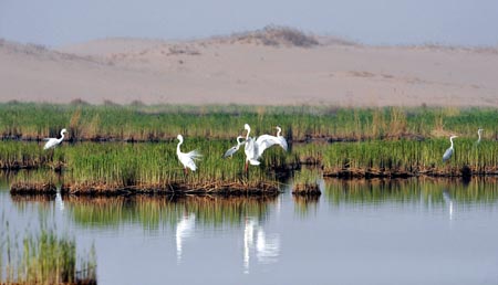 Picture taken on April 14, 2009 shows a view of the Shahu nature reserve in northwest China&apos;s Ningxia Hui Autonomous Region. Shahu is home to nearly 200 species of birds. [Photo:Xinhua]