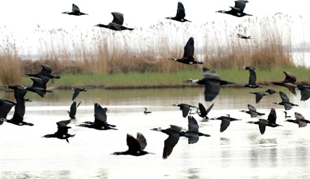 Picture taken on April 14, 2009 shows a view of the Shahu nature reserve in northwest China's Ningxia Hui Autonomous Region. Shahu is home to nearly 200 species of birds. [Photo:Xinhua]