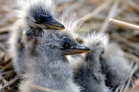 Picture taken on April 14, 2009 shows a view of the Shahu nature reserve in northwest China's Ningxia Hui Autonomous Region. Shahu is home to nearly 200 species of birds. [Photo:Xinhua]