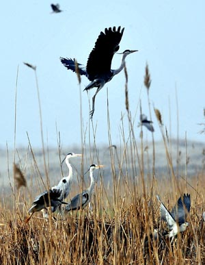 Picture taken on April 14, 2009 shows a view of the Shahu nature reserve in northwest China's Ningxia Hui Autonomous Region. Shahu is home to nearly 200 species of birds. [Photo:Xinhua]