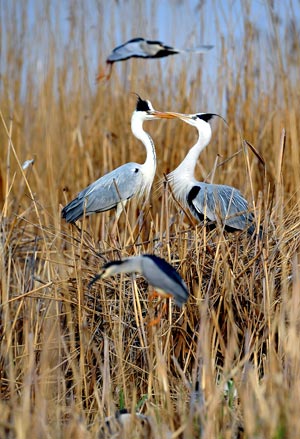 Picture taken on April 14, 2009 shows a view of the Shahu nature reserve in northwest China&apos;s Ningxia Hui Autonomous Region. Shahu is home to nearly 200 species of birds. [Photo:Xinhua]