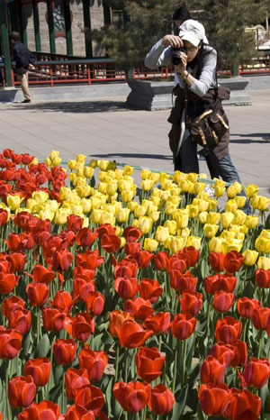 A photographer takes photos of the blooming tulips at Zhongshan Park in Beijing, capital of China, April 15, 2009. The 14th tulip and spring flower show kicked off at Zhongshan Park on Thursday. [Photo: Xinhua] 