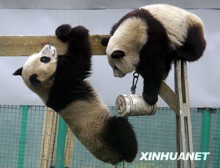 Two giant pandas play at temporary resettlement area in Wolong, southwest China's Sichuan Province. China will start construction of a new breeding center for giant pandas around May to replace the former quake-leveled habitat in southwestern Sichuan Province. [Xinhua]