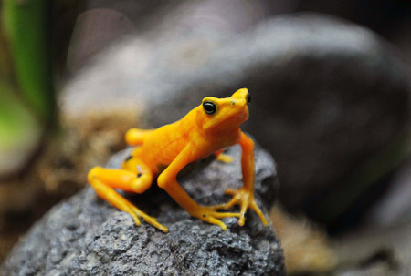 A Panamanian golden frog (Atelopus zeteki) is seen at the El Nispero zoo in Valle de Anton, 124 km east of Panama City April 16, 2009. 