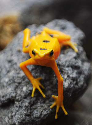 A Panamanian golden frog (Atelopus zeteki) is seen at the El Nispero zoo in Valle de Anton, 124 km east of Panama City April 16, 2009.[Xinhua/Alberto Aparicio]