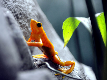 A Panamanian golden frog (Atelopus zeteki) is seen at the El Nispero zoo in Valle de Anton, 124 km east of Panama City April 16, 2009.[Xinhua/Alberto Aparicio]