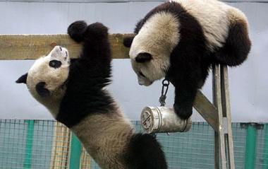 Two giant pandas play at temporary resettlement area in Wolong, southwest China's Sichuan Province. China will start construction of a new breeding center for giant pandas around May to replace the former quake-leveled habitat in southwestern Sichuan Province. [Xinhua]
