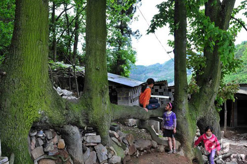 The photo, taken on 19 April 2009, shows four 10-meter maple trees in growing from a single root. The trees are in Xiuwen County in Guizhou Province. Their common root grew horizontally, perpendicular to the tree trunks. Local people often sit in the shade of the tall, leafy trees, and one old man said the trees are over 100 years old. 