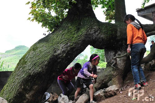 Children of Xiuwen County in Guizhou Province play in the shade of four 10-meter-high maple trees, on 19 April 2009. The trees all grew from a single, horizontal root. 