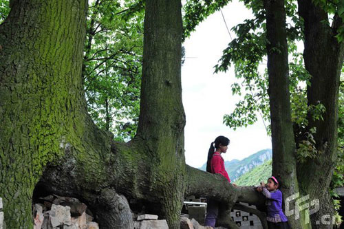 Children of Xiuwen County in Guizhou Province play in the shade of four 10-meter-high maple trees, on 19 April 2009. The trees all grew from a single, horizontal root. 