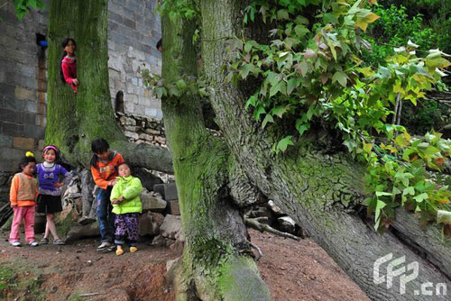 Children of Xiuwen County in Guizhou Province play in the shade of four 10-meter-high maple trees, on 19 April 2009. The trees all grew from a single, horizontal root. 