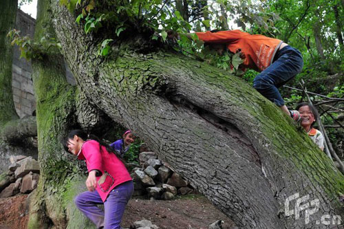 Children of Xiuwen County in Guizhou Province play in the shade of four 10-meter-high maple trees, on 19 April 2009. The trees all grew from a single, horizontal root. 