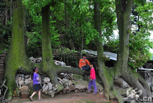 Children of Xiuwen County in Guizhou Province play in the shade of four 10-meter-high maple trees, on 19 April 2009. The trees all grew from a single, horizontal root. 