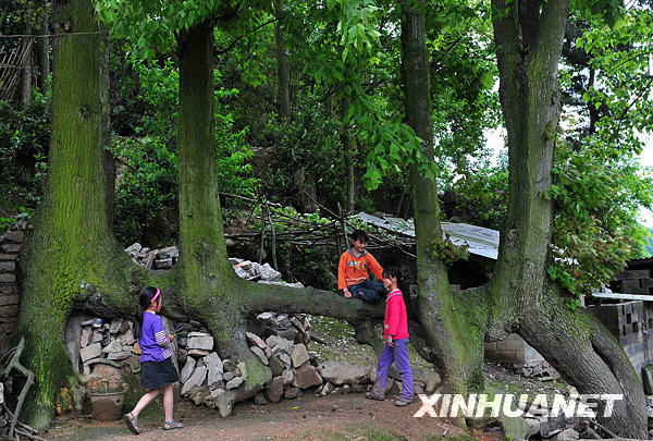  The photo, taken on 19 April 2009, shows four 10-meter maple trees in growing from a single root. The trees are in Xiuwen County in Guizhou Province. Their common root grew horizontally, perpendicular to the tree trunks. Local people often sit in the shade of the tall, leafy trees, and one old man said the trees are over 100 years old. [Xinhua photo]