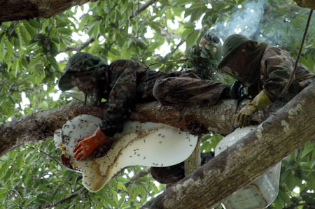 Yin Shiliang's sons climb a giant tree to collect honey in Mengla County, southwest China's Yunnan Province, April 19, 2009. Yin Shiliang and his two sons earn their living by collecting honey in the rain forests in April and May each year. They climb on trees and drive away bees with smoke before collecting honey. In this way they can collect more than 100 kilograms of honey in one single day.[Xinhua]