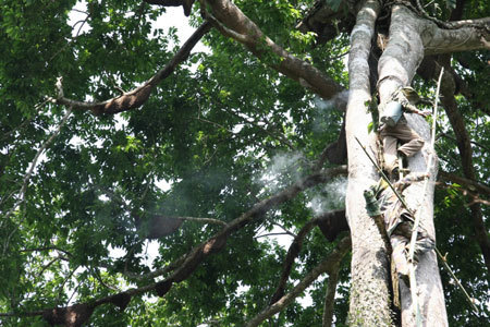 Yin Shiliang's sons collect honey on a tree in Mengla County, southwest China's Yunnan Province, April 19, 2009. [Li Yunsheng/Xinhua]