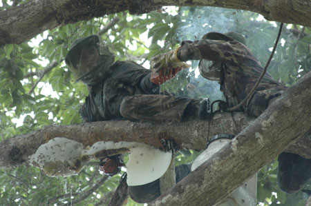 Yin Shiliang's sons collect honey on a tree in Mengla County, southwest China's Yunnan Province, April 19, 2009. [Li Yunsheng/Xinhua]