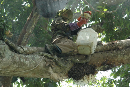 Yin Shiliang's son collects honey on a tree in Mengla County, southwest China's Yunnan Province, April 19, 2009.[Li Yunsheng/Xinhua]