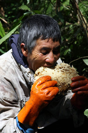 Yin Shiliang eats a honeycomb after collecting honey in Mengla County, southwest China's Yunnan Province, April 19, 2009. [Li Yunsheng/Xinhua]