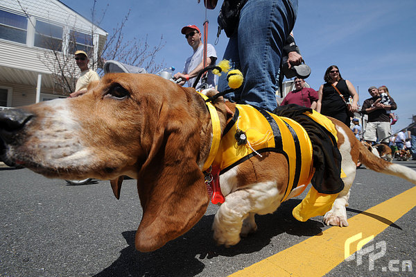 A Basset Hound dressed in costume during the 2009 Boardwaddle to benefit the Tri-State Basset Hound Rescue portion of the 24th Annual Doo Dah Parade held in Ocean City, USA. [ChinaFotoPress/CFP]