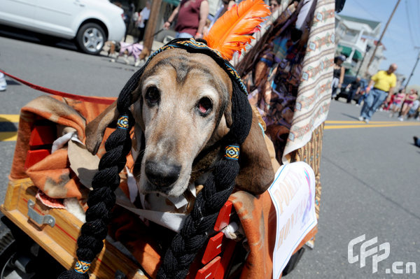 A Basset Hound dressed in costume during the 2009 Boardwaddle to benefit the Tri-State Basset Hound Rescue portion of the 24th Annual Doo Dah Parade held in Ocean City, USA. [ChinaFotoPress/CFP]