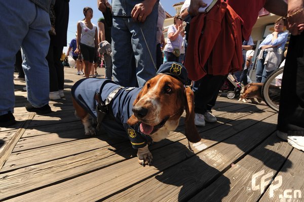 A Basset Hound dressed in costume during the 2009 Boardwaddle to benefit the Tri-State Basset Hound Rescue portion of the 24th Annual Doo Dah Parade held in Ocean City, USA. [ChinaFotoPress/CFP]