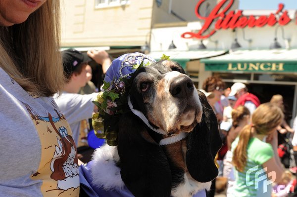 A Basset Hound dressed in costume during the 2009 Boardwaddle to benefit the Tri-State Basset Hound Rescue portion of the 24th Annual Doo Dah Parade held in Ocean City, USA. [ChinaFotoPress/CFP]