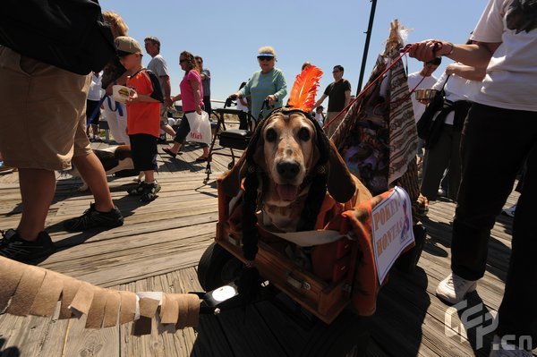 A Basset Hound dressed in costume during the 2009 Boardwaddle to benefit the Tri-State Basset Hound Rescue portion of the 24th Annual Doo Dah Parade held in Ocean City, USA. [ChinaFotoPress/CFP]