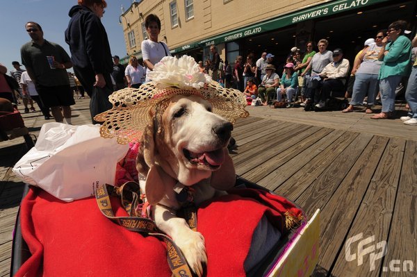 A Basset Hound dressed in costume during the 2009 Boardwaddle to benefit the Tri-State Basset Hound Rescue portion of the 24th Annual Doo Dah Parade held in Ocean City, USA. [ChinaFotoPress/CFP]