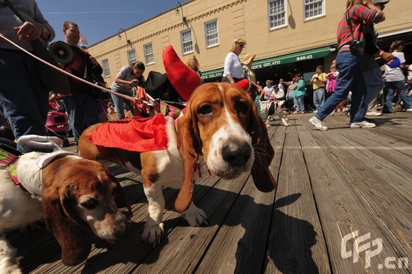 A Basset Hound dressed in costume during the 2009 Boardwaddle to benefit the Tri-State Basset Hound Rescue portion of the 24th Annual Doo Dah Parade held in Ocean City, USA. [ChinaFotoPress/CFP]