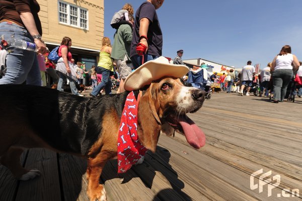 A Basset Hound dressed in costume during the 2009 Boardwaddle to benefit the Tri-State Basset Hound Rescue portion of the 24th Annual Doo Dah Parade held in Ocean City, USA. [ChinaFotoPress/CFP]