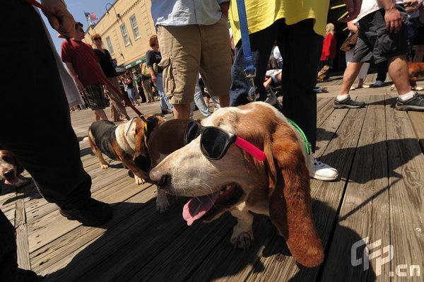 A Basset Hound dressed in costume during the 2009 Boardwaddle to benefit the Tri-State Basset Hound Rescue portion of the 24th Annual Doo Dah Parade held in Ocean City, USA. [ChinaFotoPress/CFP]