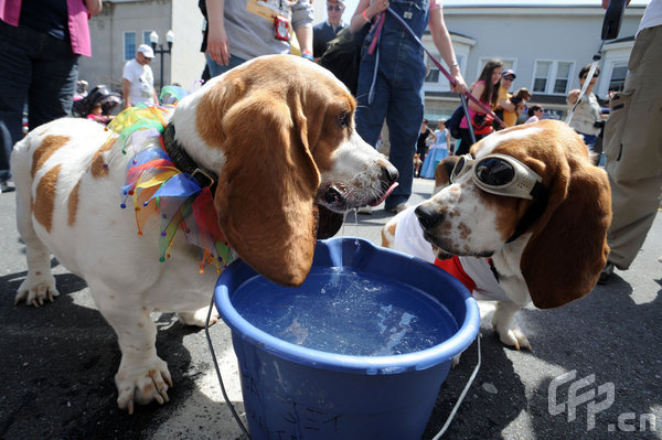 A Basset Hound dressed in costume during the 2009 Boardwaddle to benefit the Tri-State Basset Hound Rescue portion of the 24th Annual Doo Dah Parade held in Ocean City, USA. [ChinaFotoPress/CFP]