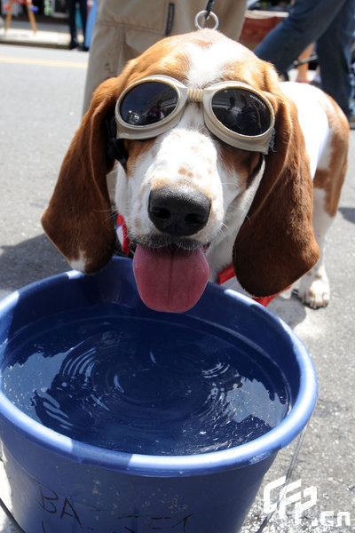 A Basset Hound dressed in costume during the 2009 Boardwaddle to benefit the Tri-State Basset Hound Rescue portion of the 24th Annual Doo Dah Parade held in Ocean City, USA. [ChinaFotoPress/CFP]