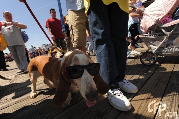 A Basset Hound dressed in costume during the 2009 Boardwaddle to benefit the Tri-State Basset Hound Rescue portion of the 24th Annual Doo Dah Parade held in Ocean City, USA. [ChinaFotoPress/CFP]