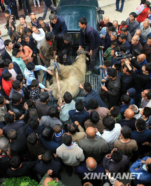 Forestry workers successfully anesthetized the mad takin and transported it to the wild animal protection center of Shaanxi Province on April 17, 2009. [Xinhua photo]