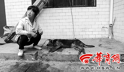 The mad takin killed a dog that tried to stop it from injuring a woman. [Photo from news.xinmin.cn]