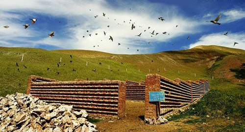 Northwest China's Xinjiang Uygur Autonomous Region is helping to breed millions of starlings along the Sino-Kazakh border to protect the farmlands from locusts in the Kazakhstan side. [Photo from www.dili360.com]